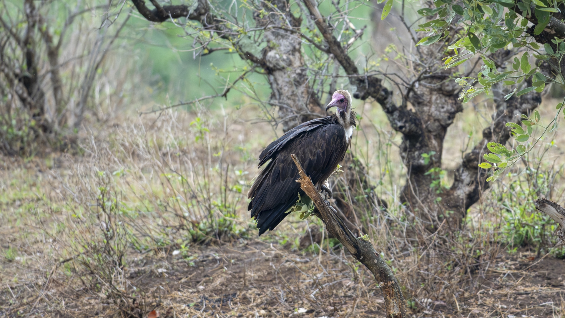 Kruger25 2025 11 05 09 37 46 ILCE 1M2 2255